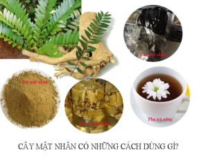 cách dùng mật nhân 