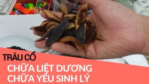 trâu cổ trị liệt dương 