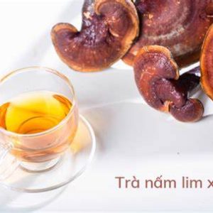 Trà nấm lim xanh