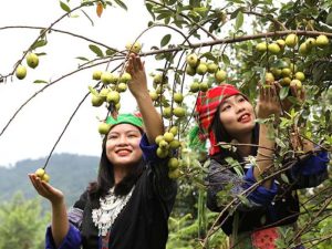 Các cô gái vùng cao thu hoạch táo mèo