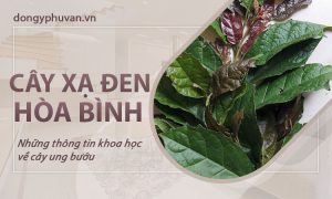 cay-xa-den-hoa-binh