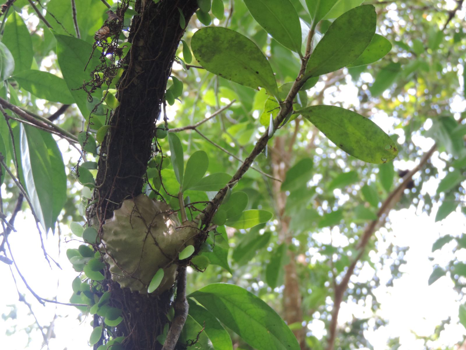 Củ cây bí kỳ nam