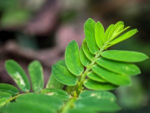 Diệp hạ châu (chó đẻ răng cưa)