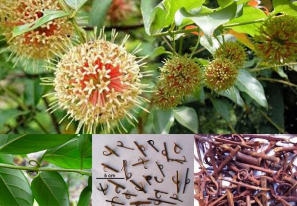 hình ảnh cây câu đằng