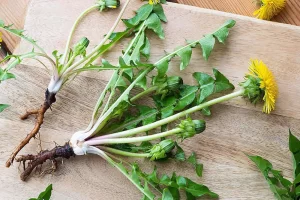 ình ảnh cận cảnh hoa và lá cây bồ công anh