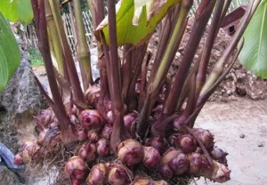 Cách sử dụng cây dong riềng đỏ tại nhà 