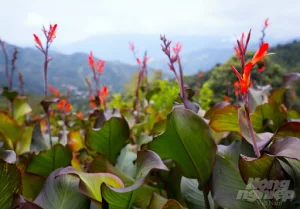 cây dong riềng đỏ tự nhiên 