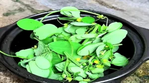 cây quyết minh tử thảo quyết minh