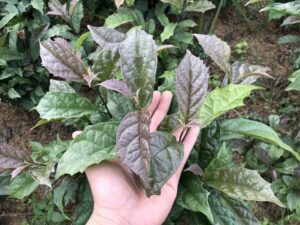 cây xạ đne hòa bình