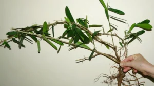 Dược liệu này nổi tiếng vì chữa bệnh gan và 5 loại ung thư khó trị