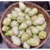 Trái Nhàu: "Thần Dược" Trị Đau Nhức Xương Khớp, Ổn Định Đường Huyết Và Những Cách Dùng Mang Lại Hiệu Quả Vượt Trội