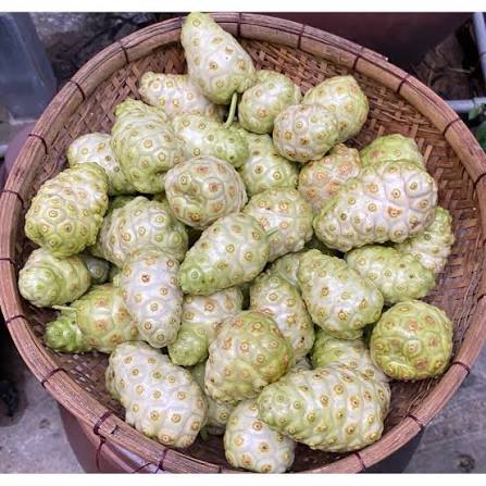 Trái Nhàu: "Thần Dược" Trị Đau Nhức Xương Khớp, Ổn Định Đường Huyết Và Những Cách Dùng Mang Lại Hiệu Quả Vượt Trội