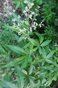 ngũ trảo chân chim