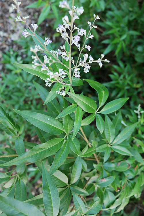 ngũ trảo chân chim