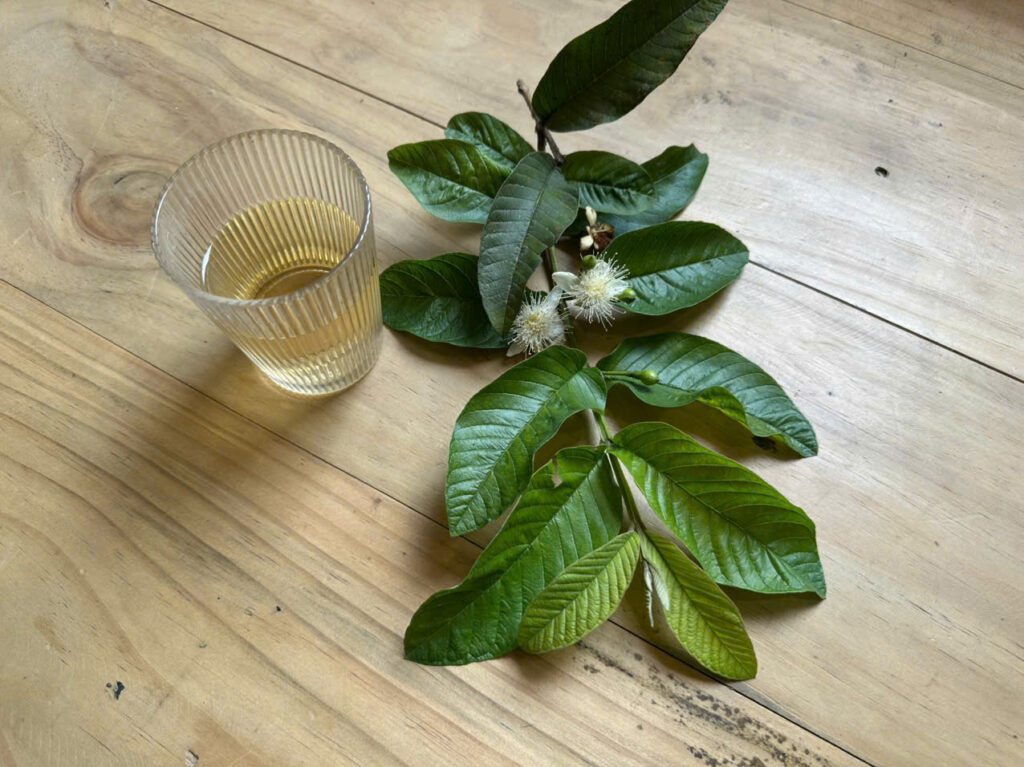 nước uống lá ổi